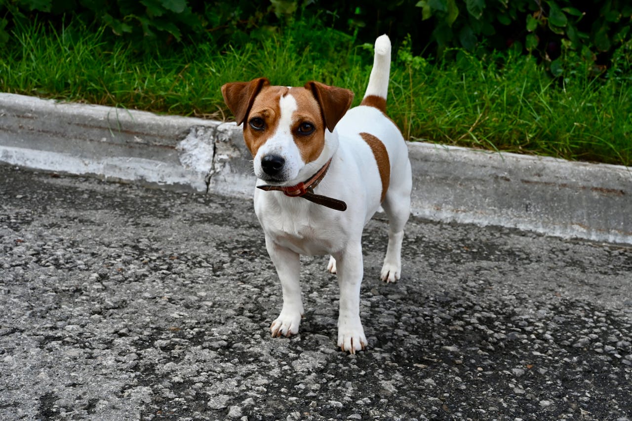 Foto de Albima: https://www.pexels.com/es-es/foto/perro-jack-rassel-33447210/