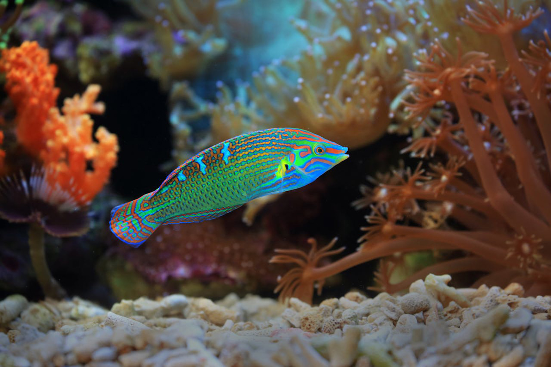 Pez - Foto de Jeffry S.S.: https://www.pexels.com/es-es/foto/pez-pescado-peces-pescados-9004434/