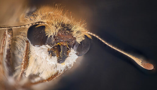 Polilla - Por Fedaro - Trabajo propio, CC BY 4.0, https://commons.wikimedia.org/w/index.php?curid=159092914