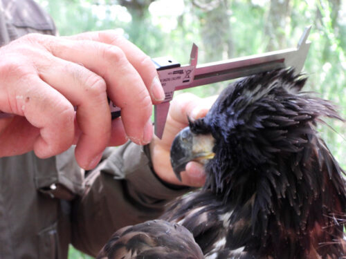Pigargo - Toma de medidas biométricas del pollo de pigargo durante su marcaje con GPS.