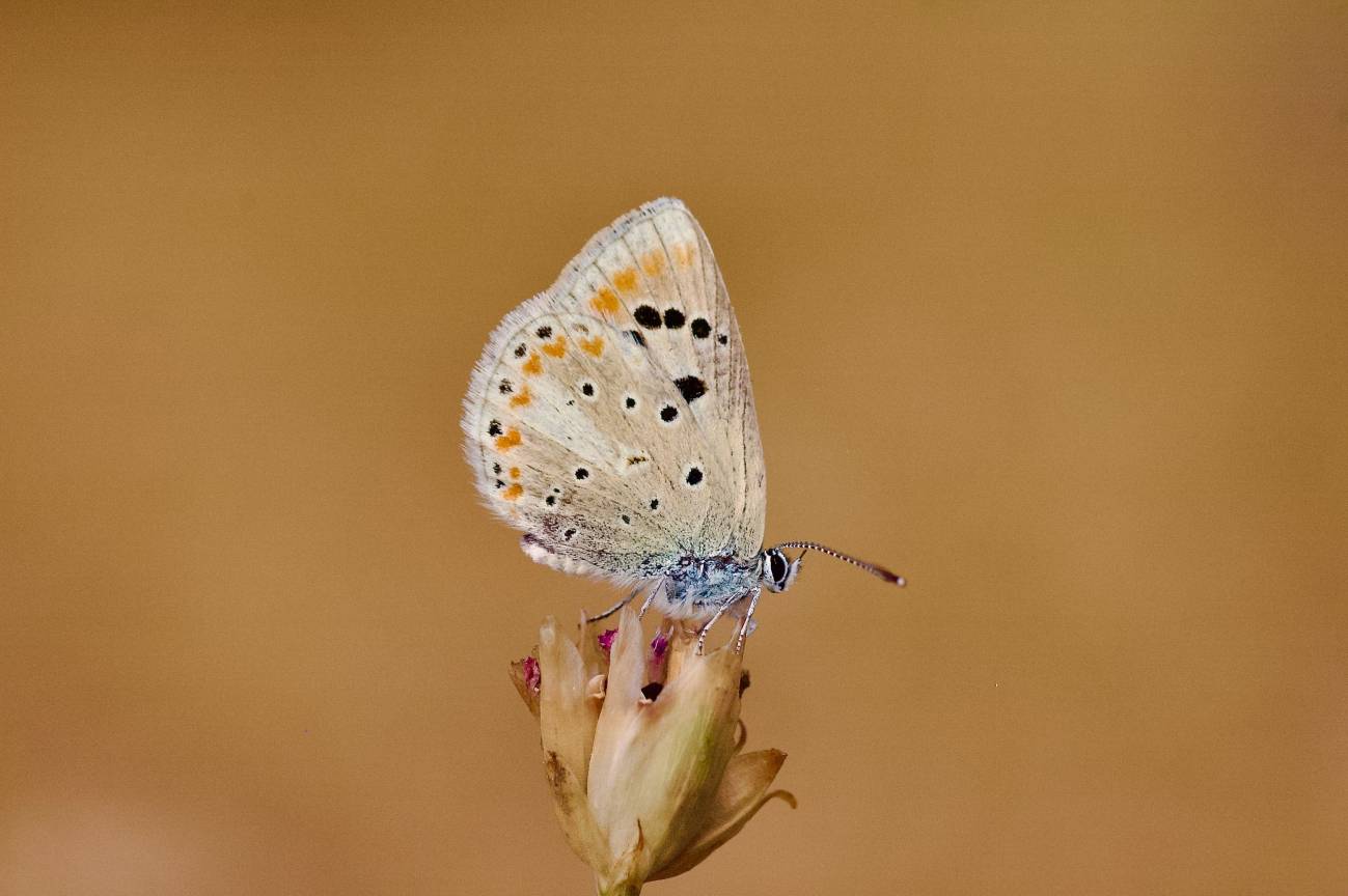 mariposa Niña del Atlas - Polyommatus atlantica