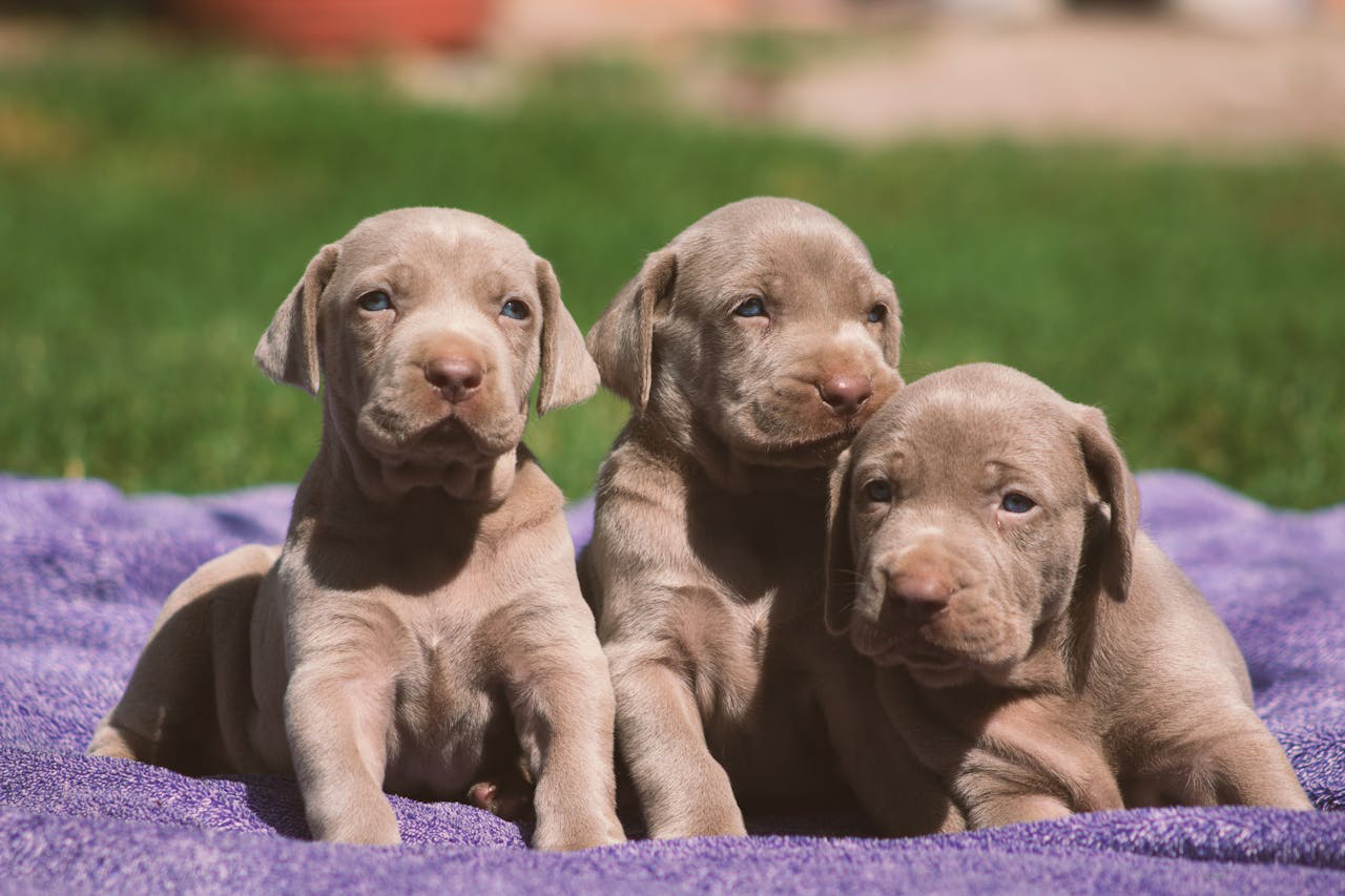 Cachorros - Foto propiedad de: Foto de Alex Faith: https://www.pexels.com/es-es/foto/animales-perros-mascotas-acostado-18926674/