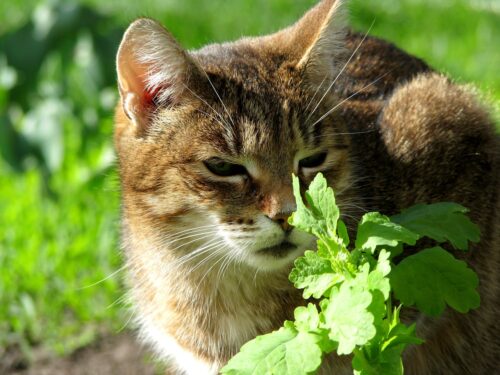 Catnip gatos