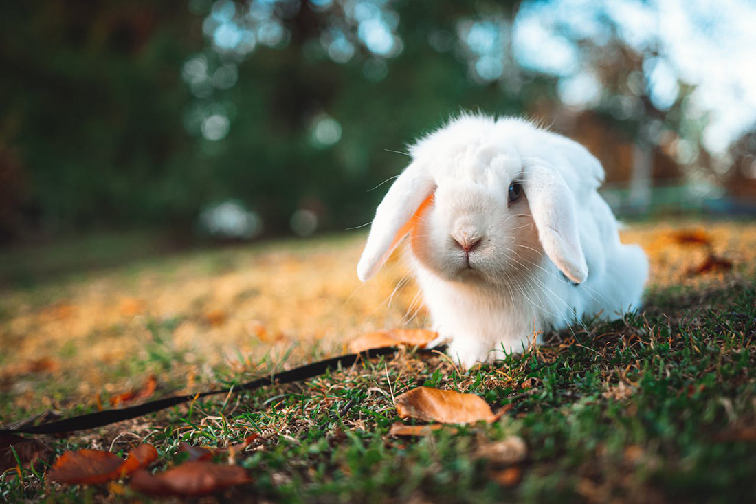 Conejo - Foto de Ali Atakan Açıkbaş: https://www.pexels.com/es-es/foto/animal-hierba-cesped-hojas-10595503/