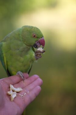 Cotorrita argentina - Foto de Stephen Noulton: https://www.pexels.com/es-es/foto/naturaleza-pajaro-amor-animal-17444469/