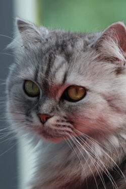 Gato - Foto de Carolina Castilla Arias: https://www.pexels.com/es-es/foto/fotografia-de-primer-plano-de-gato-1644767/