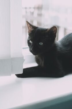 Gato en ventana -Foto de Lisa from Pexels: https://www.pexels.com/es-es/foto/mascota-mono-ventanas-ventana-18287650/