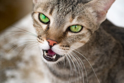 Gato oliendo boca abierta - Foto Pexels de Roderick Salatan: