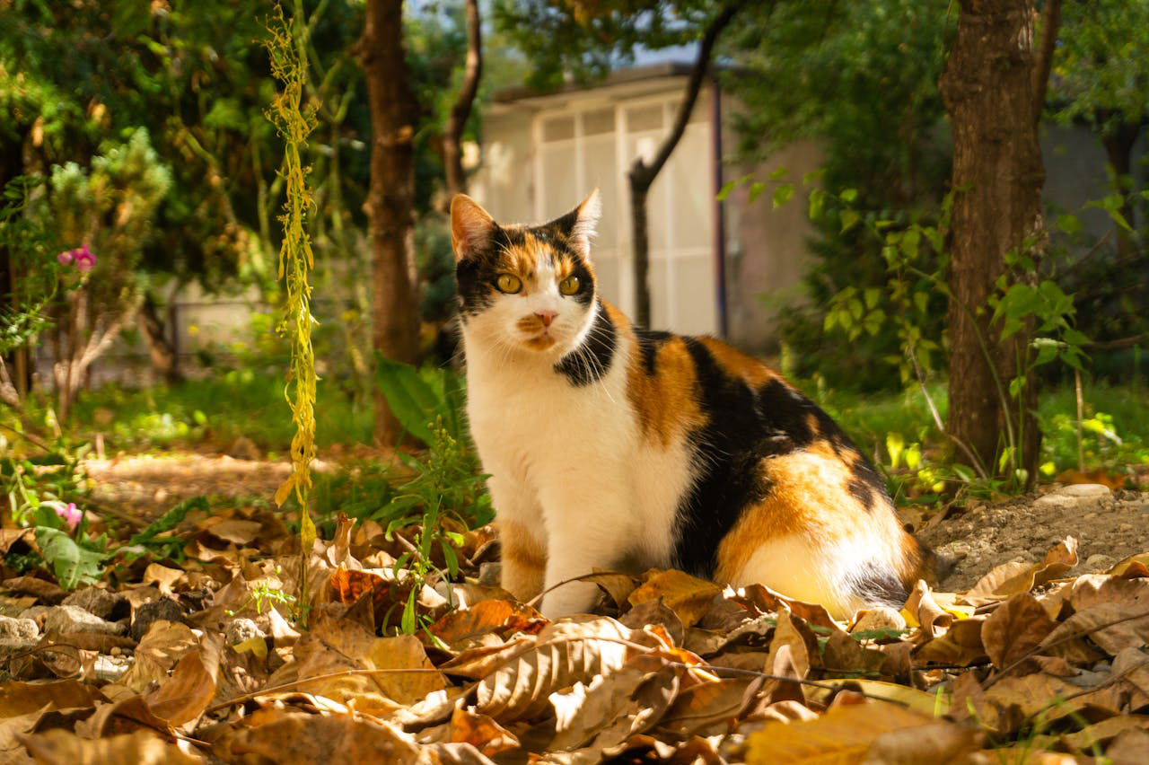 Gatos otoño - Foto de Horatiu Daniel: https://www.pexels.com/es-es/foto/29285654/