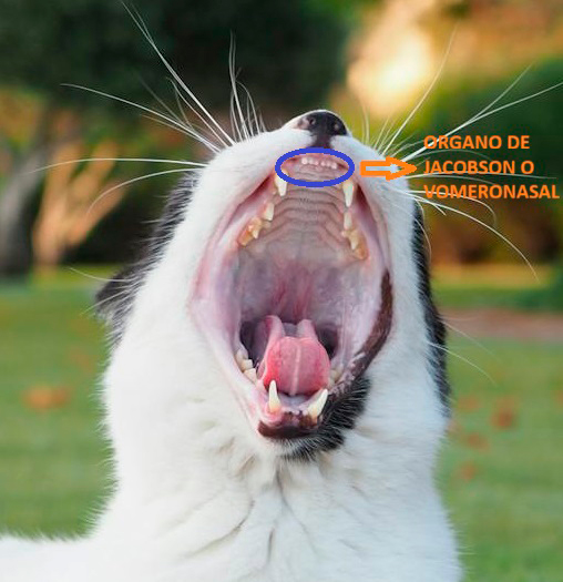 Órgano vomeronasal gatos - Órgano de Jacobson