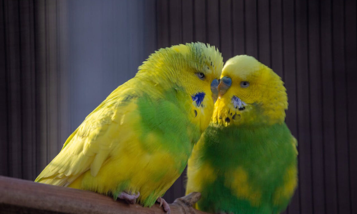 Periquitos - Foto de Julius Weidenauer: https://www.pexels.com/es-es/foto/animal-posado-fotografia-de-aves-periquitos-13550346/