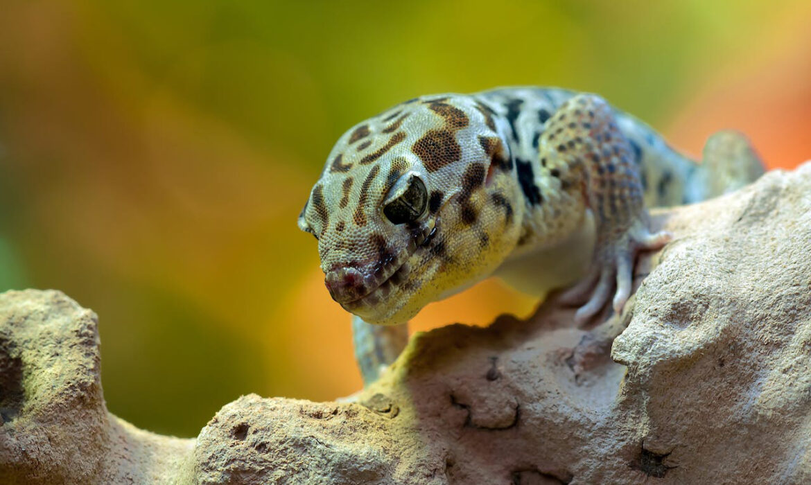 Reptiles - Foto de Pixabay: https://www.pexels.com/es-es/foto/lagarto-gris-marron-y-blanco-60584/