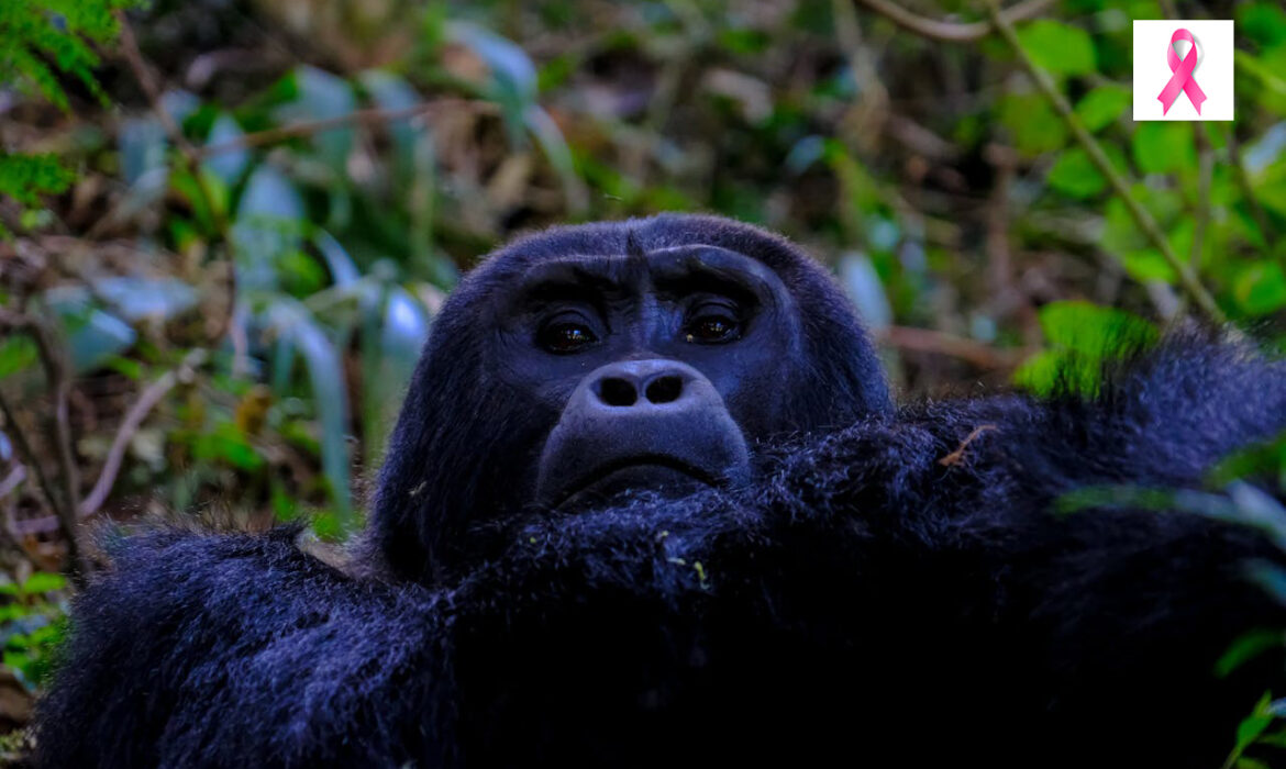 Gorila - Foto de Francesco Ungaro