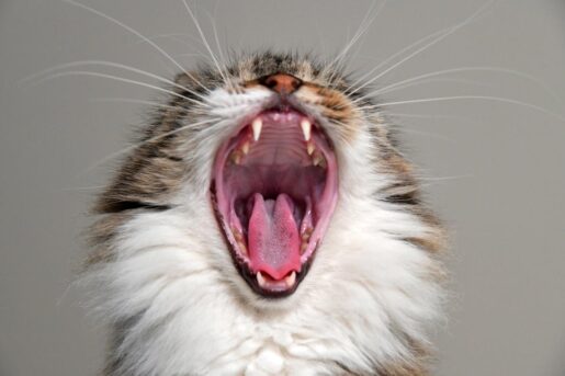 Dientes gatos - Foto de Serena Koi: https://www.pexels.com/es-es/foto/foto-de-primer-plano-del-gato-bostezando-1576193/