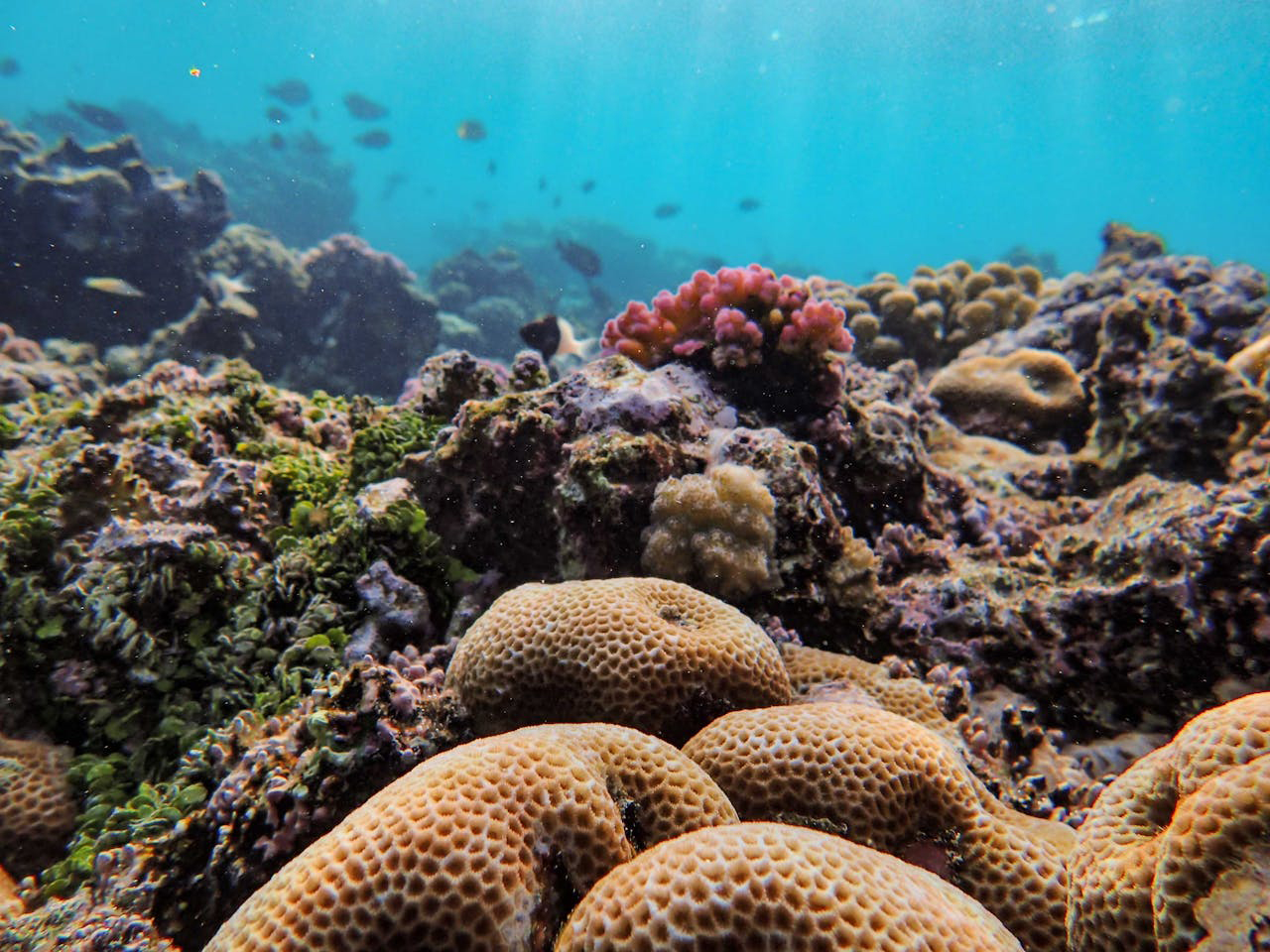 ESPONJAS - Foto de Francesco Ungaro: - Pexel - 7 Oct 2025