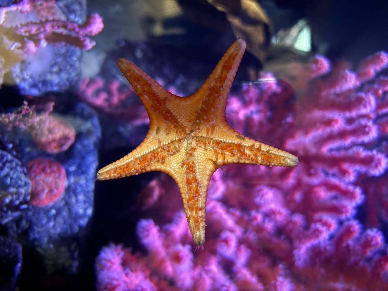 Estrella de mar - Todos los derechos reservados