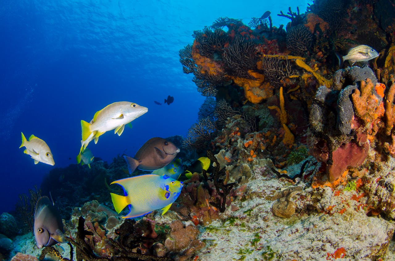 Peces . Foto de Leonardo Lamas: https://www.pexels.com/es-es/foto/peces-pescados-corales-agua-azul-7001717/