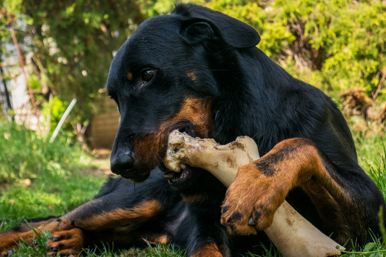 Perro comiendo hueso - Foto de: Foto de Alisa Savickaja