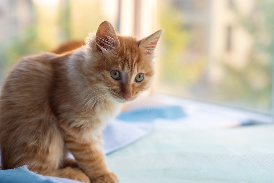 Vómitos gatos