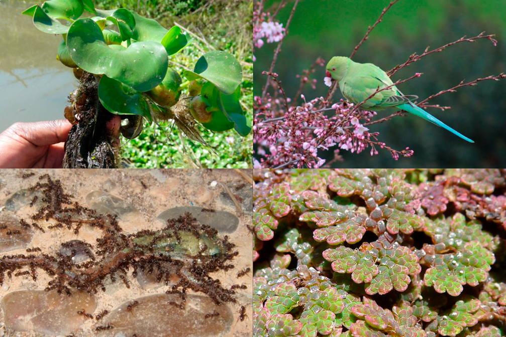 De izquierda a derecha y de arriba abajo: Jacinto de agua, cotorra argentina, hormiga argentina y helecho Azolla filiculoides./ EBD-CSIC
