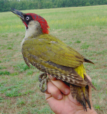 Picus viridis - Por User:Andrea Lupo - work by User:Andrea Lupo, CC BY-SA 3.0,