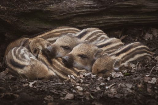 Rayones - Foto de Vincent M.A. Janssen