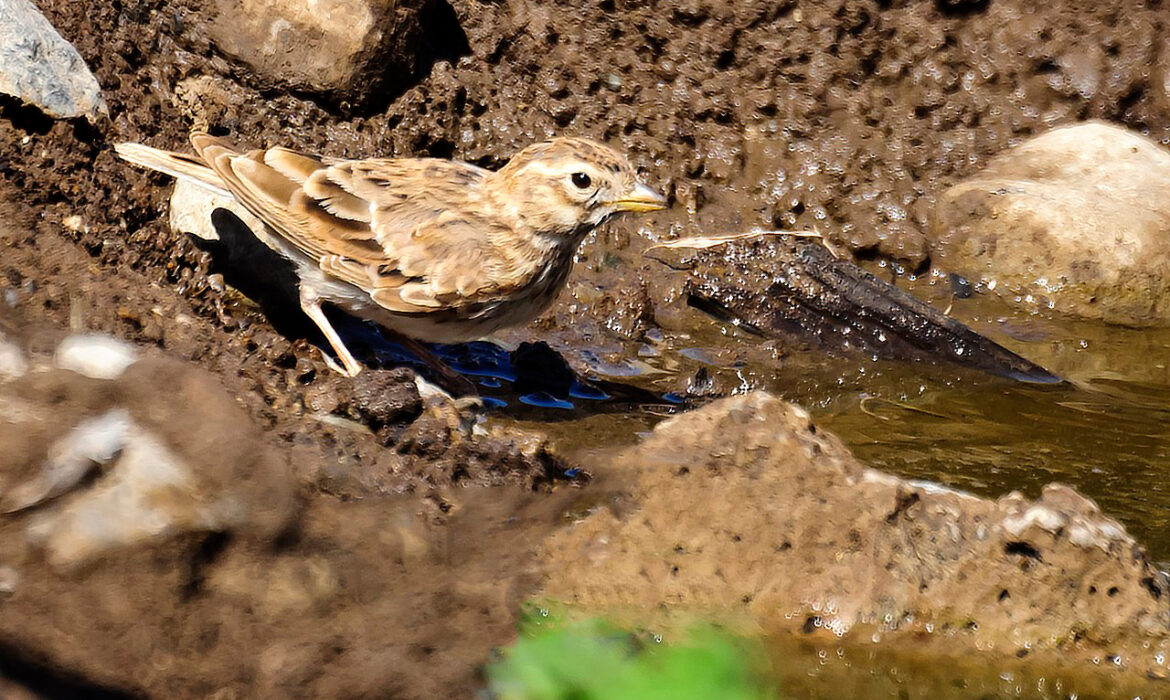 Por Juan Emilio from Las Palmas de Gran Canaria, España - Terrera Marismeña, Calandrella rufescensUploaded by tm, CC BY-SA 2.0, https://commons.wikimedia.org/w/index.php?curid=27642509