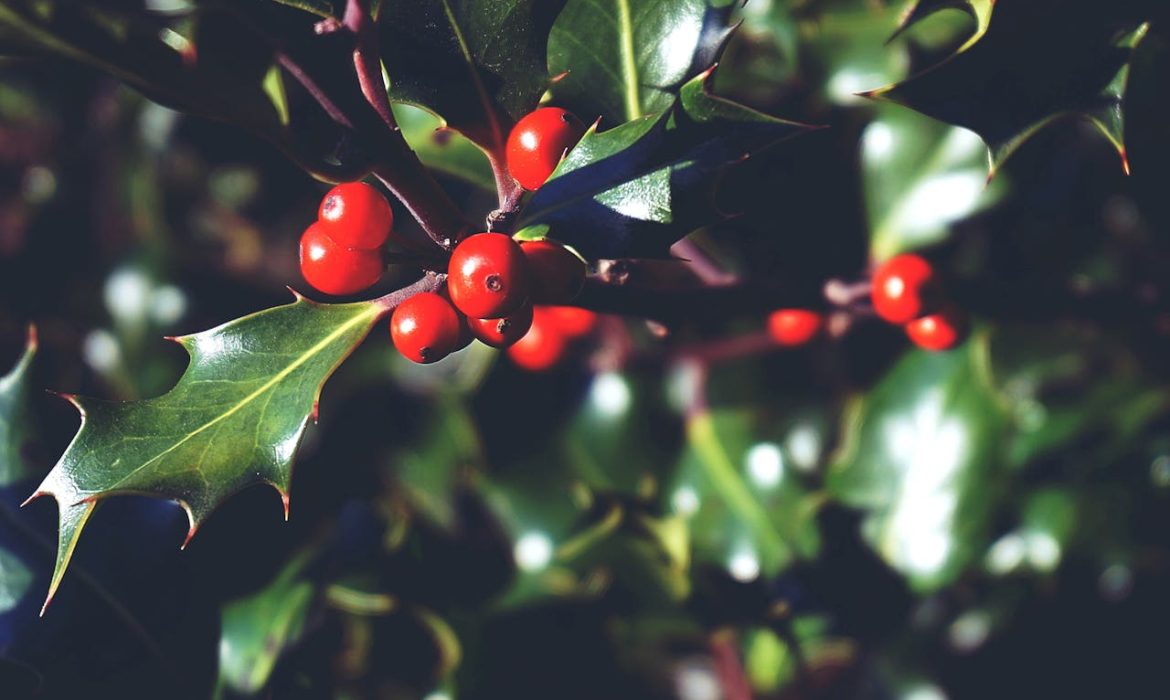 Acebo - Foto de Suzy Hazelwood: https://www.pexels.com/es-es/foto/foto-en-primer-plano-de-frutos-rojos-1661982/