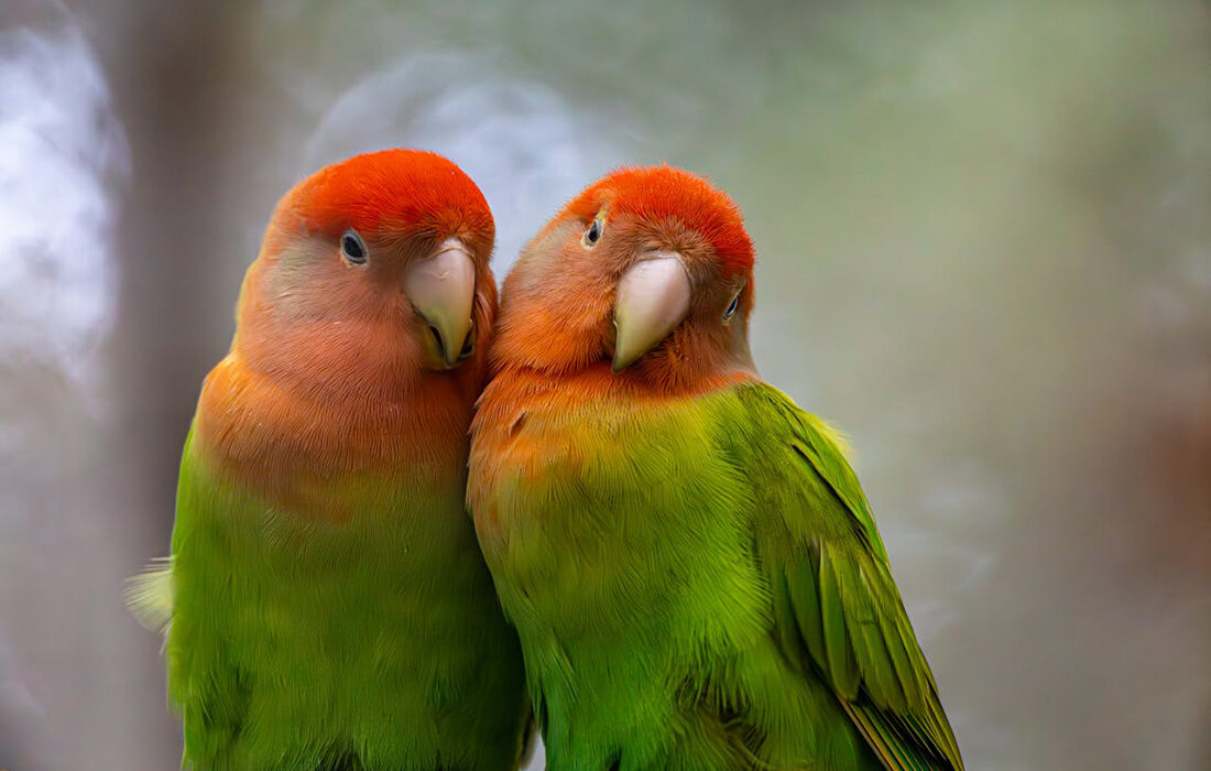 Agapornis aves - Foto de Regan Dsouza -Pexels