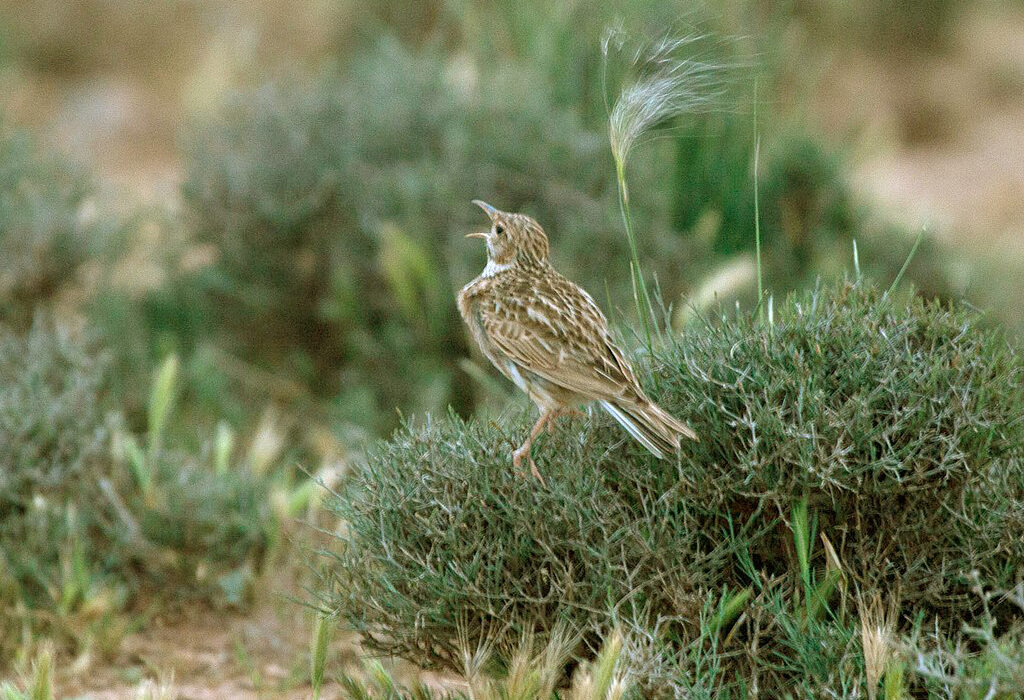 Alondra ricota - Por Mike Prince from Bangalore, India - File:Dupont's Lark, Morocco 1.jpg, CC BY-SA 2.0,