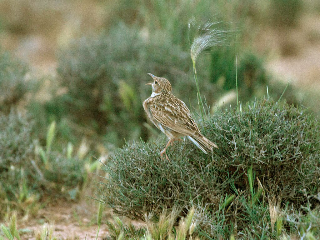 Alondra ricota - Por Mike Prince from Bangalore, India - File:Dupont's Lark, Morocco 1.jpg, CC BY-SA 2.0,