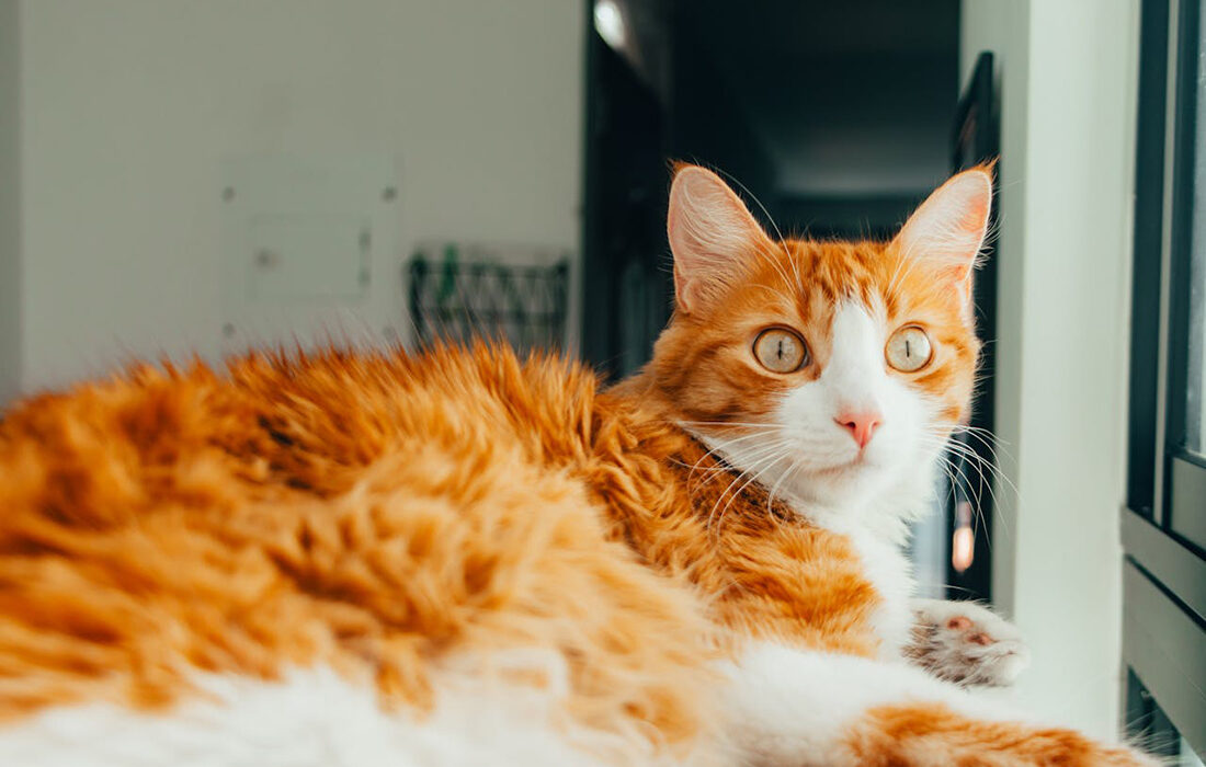 Gatos frío - Foto de Camilo Ospina: https://www.pexels.com/es-es/foto/animal-mascota-ojos-sentado-27197944/