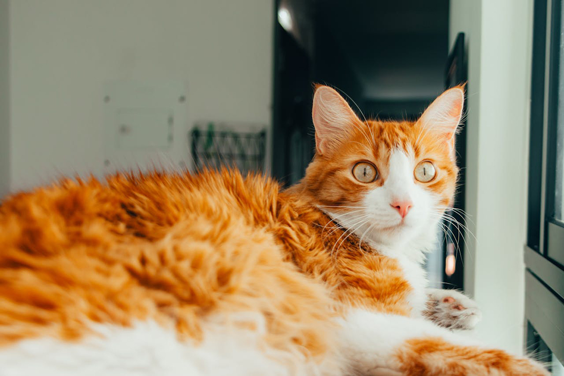 Gatos frío - Foto de Camilo Ospina: https://www.pexels.com/es-es/foto/animal-mascota-ojos-sentado-27197944/