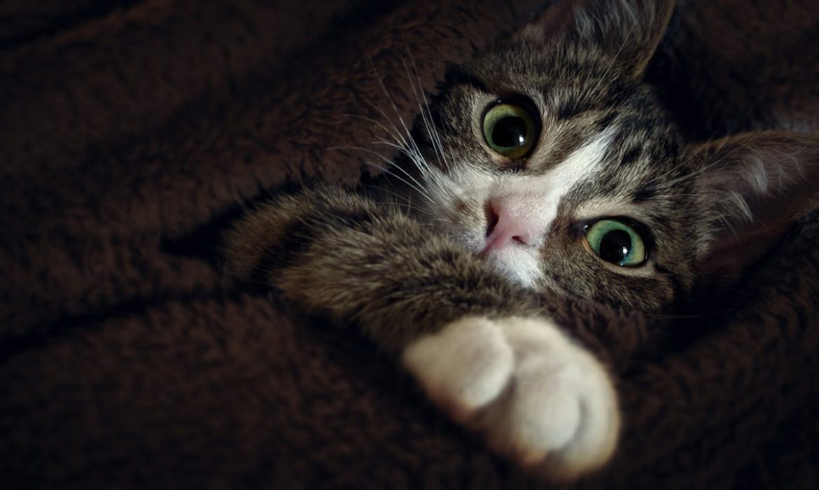 Gatos - Foto de Mark Burnett: https://www.pexels.com/es-es/foto/fotografia-en-primer-plano-de-kitty-1022158/