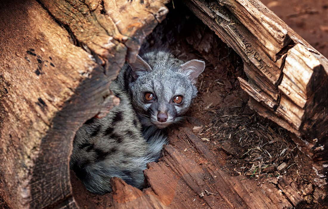 Gineta - Foto de Erwan Grey - Pexels