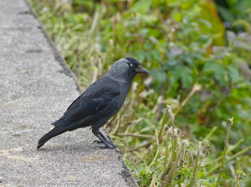 Grajo - Foto de Phil Mitchell: https://www.pexels.com/es-es/foto/naturaleza-pajaro-pared-muro-27454949/