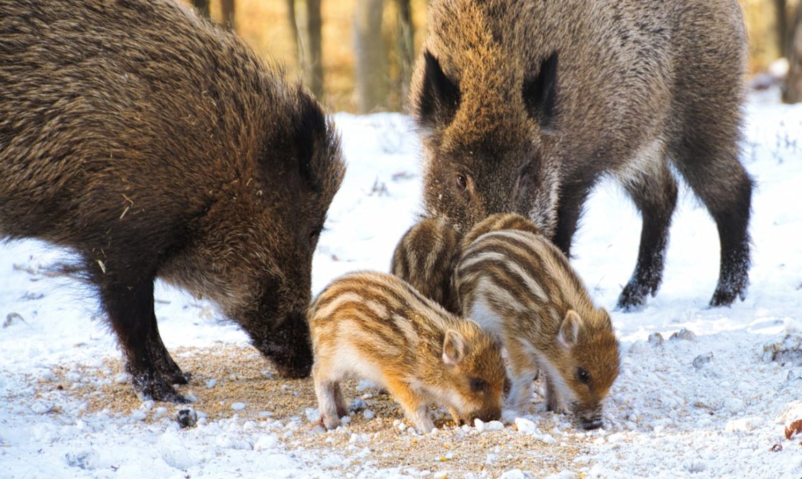 Jabalí - Foto de Christian Krknjak: https://www.pexels.com/es-es/foto/nieve-nevar-naturaleza-bosque-16052614/