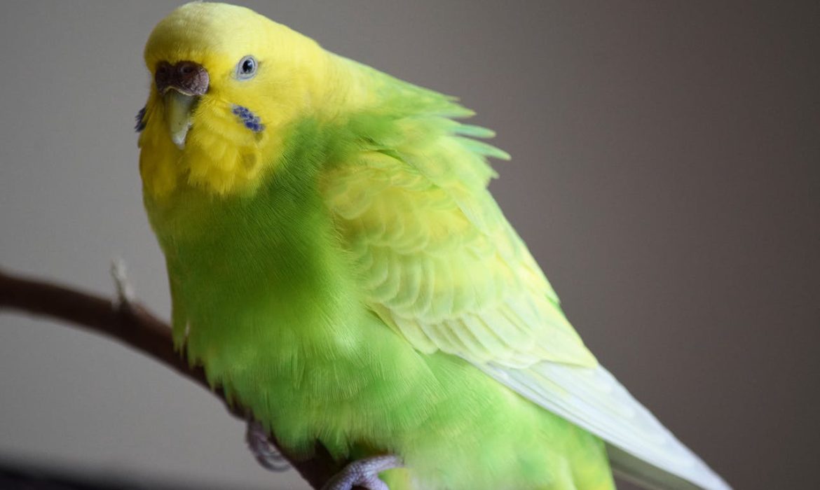 Periquito - Foto de Magali Guimarães