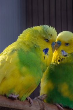 Periquitos - Foto Foto de Julius Weidenauer