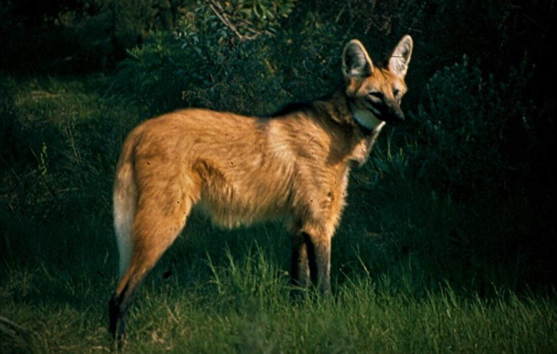 aguará guazú (Chrysocyon brachyurus)