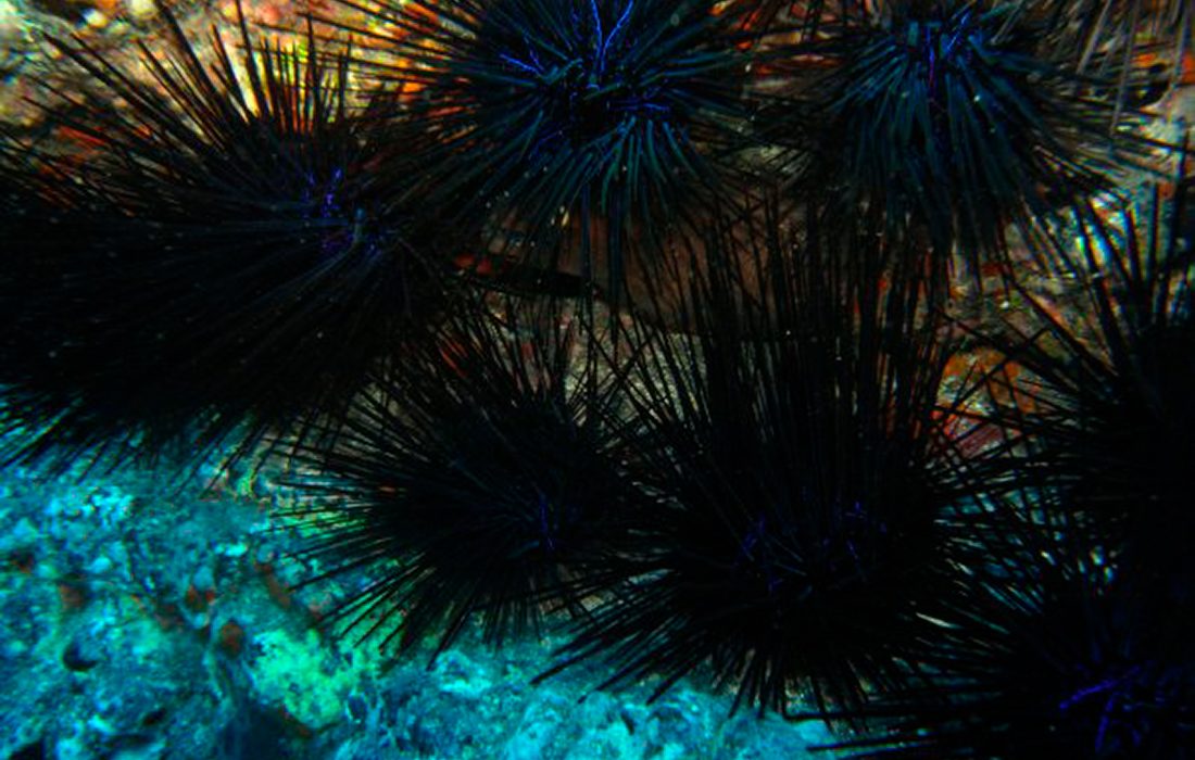 Diadema africanum Par Owenwangensteen — Travail personnel, CC BY-SA 4.0, https://commons.wikimedia.org/w/index.php?curid=96368877