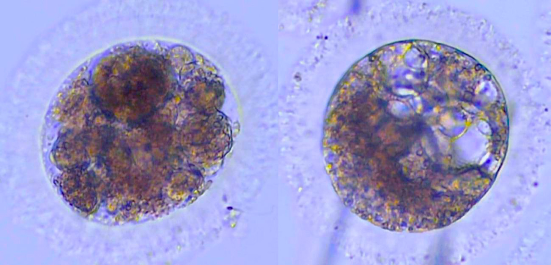 Embriones-de-lince-iberico-en-el-laboratorio