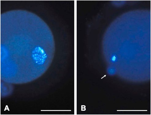 Ovocitos de lince ibérico tras la maduración in vitro.