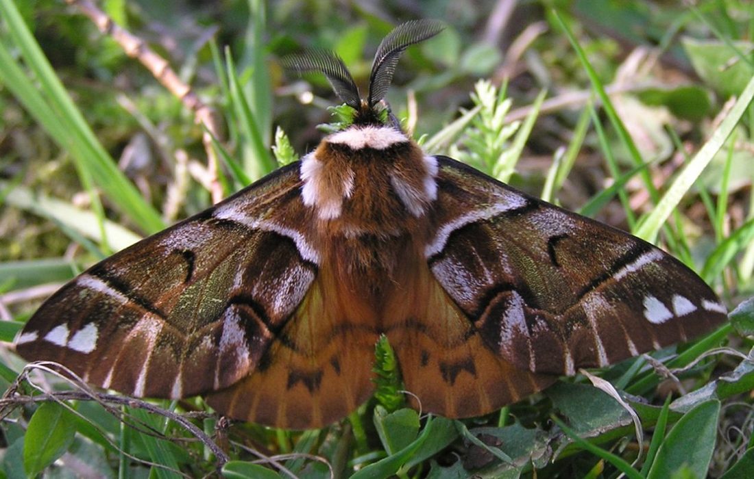 Endromis versicolora -Foto propiedad de: Janne Rainio