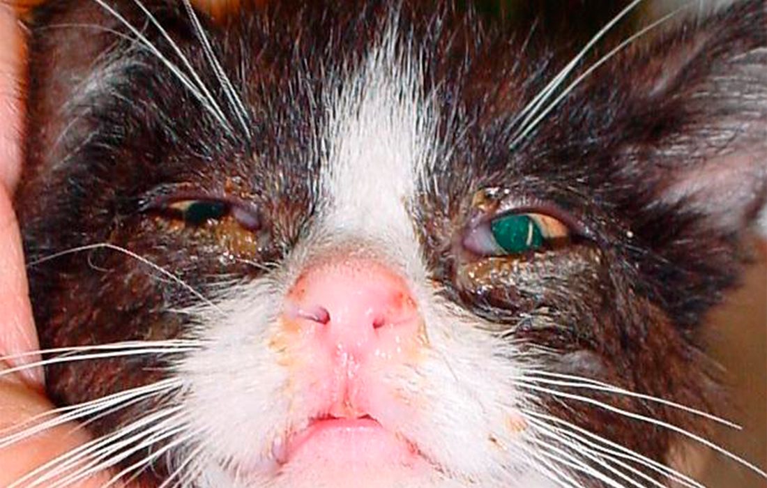 Rinotraqueitis - CC BY-SA 3.0, https://commons.wikimedia.org/w/index.php?curid=988729