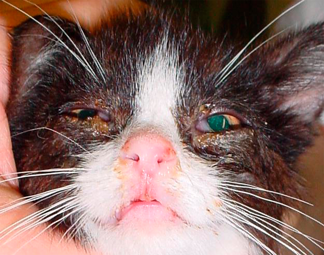 Rinotraqueitis - CC BY-SA 3.0, https://commons.wikimedia.org/w/index.php?curid=988729