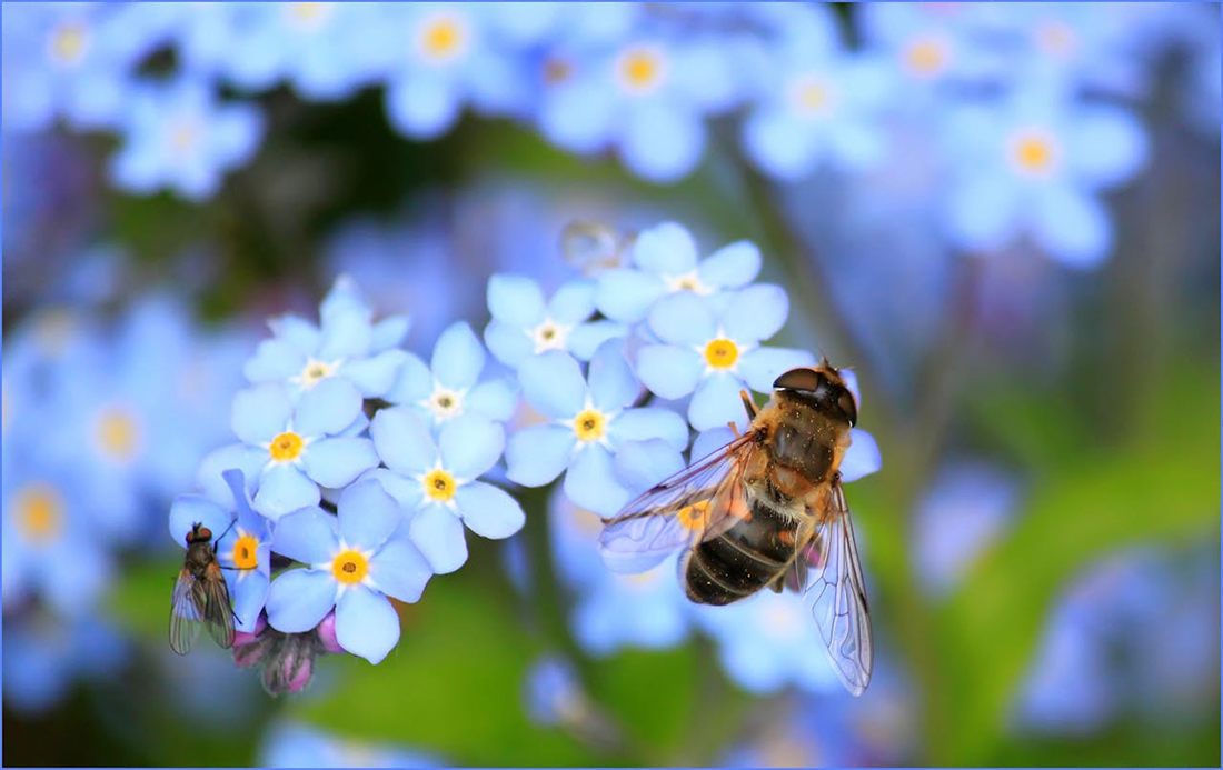 Abeja -https://www.pexels.com/es-es/foto/abeja-amarilla-sobre-flor-blanca-en-fotografia-de-enfoque-selectivo-60579/