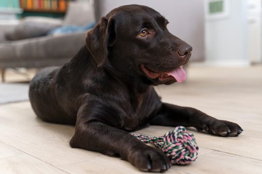 Cachorro labrador jugando con juguete