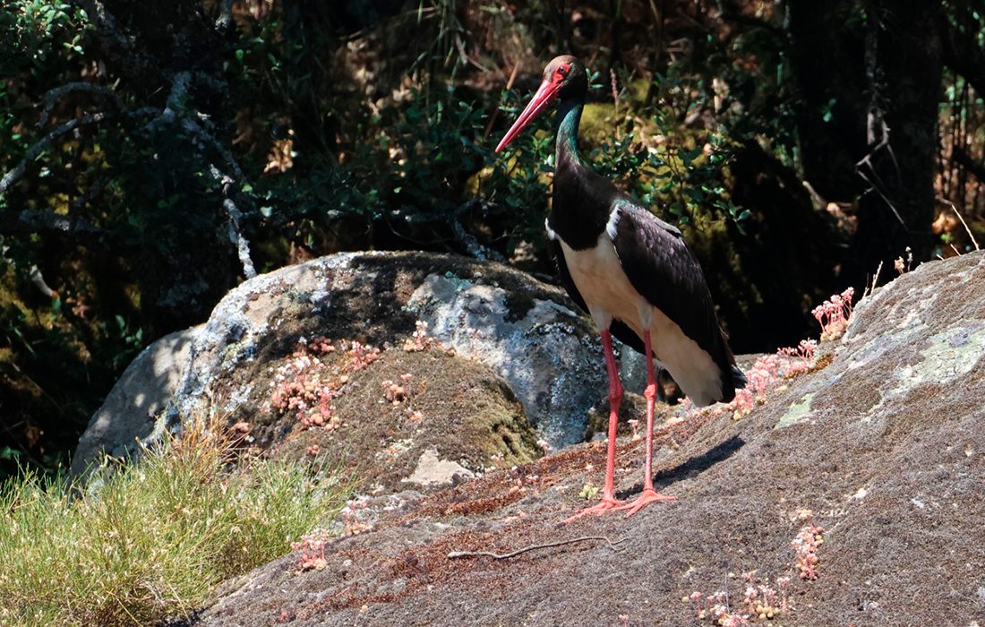 Cigueña negra - Junta CyL