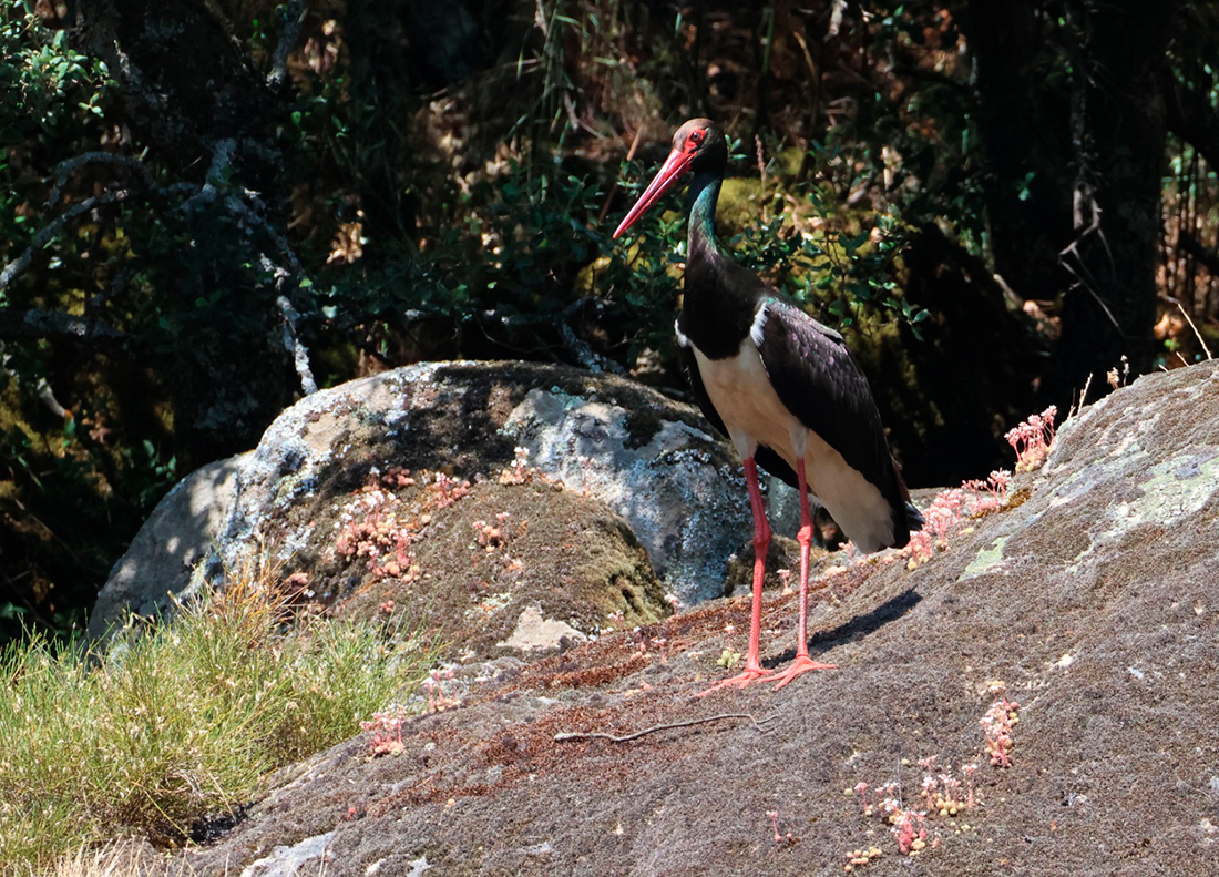 Cigueña negra - Junta CyL